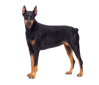Doberman köpek beyaz arka planı arıyorum