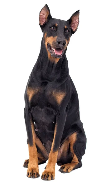 Собака Добермана Белом Фоне — стоковое фото