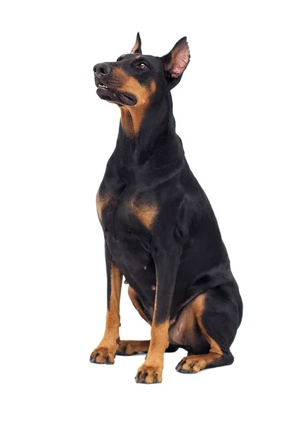 Doberman Hund Tittar Vit Bakgrund — Stockfoto