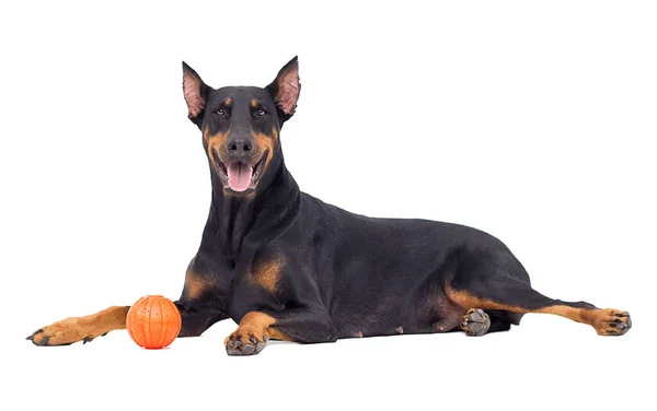Doberman Hund Tittar Vit Bakgrund — Stockfoto