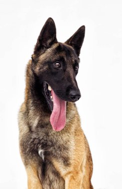Belçika çoban Malinois beyaz arka plan üzerinde seyir