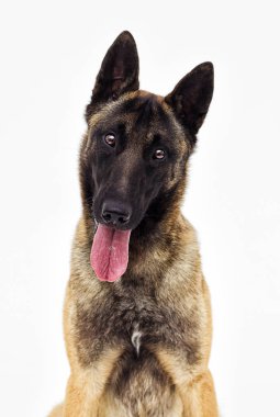 portre Belçika çoban malinois beyaz arka planı arıyorum