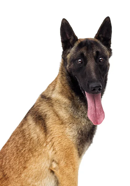 Belgijski Malinois Owczarek Białym Tle — Zdjęcie stockowe