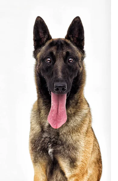 Berger Belge Malinois Sur Fond Blanc — Photo