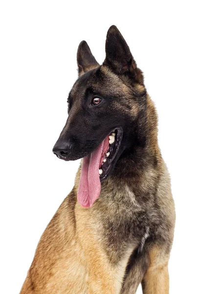 Owczarek Belgijski Malinois Patrząc Białym Tle — Zdjęcie stockowe