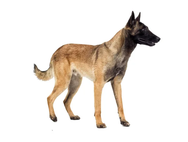 Permanent Belgische Herder Mechelaar Kijken Witte Achtergrond — Stockfoto