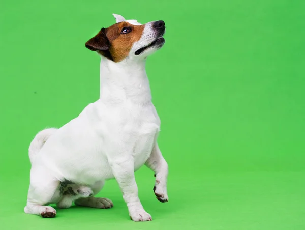 Jack Russel Terrier Pies Patrząc Zielonym Tle — Zdjęcie stockowe