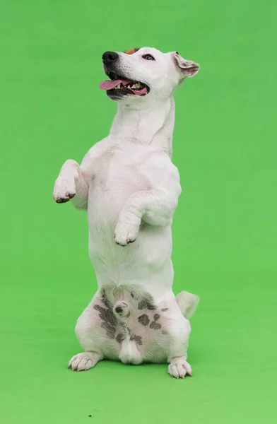 Jack Russel Terrier Berdiri Kaki Belakangnya Dengan Latar Belakang Hijau — Stok Foto