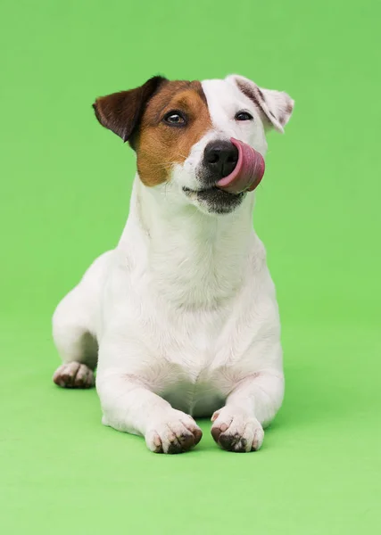 绿色背景下的杰克 罗素猎犬狗 — 图库照片