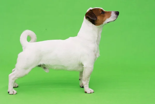 Jack Russel Terrier Pies Zielonym Tle — Zdjęcie stockowe