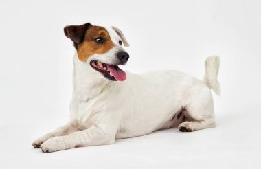 Jack Russell Terrier beyaz arka plan üzerinde görünüyor