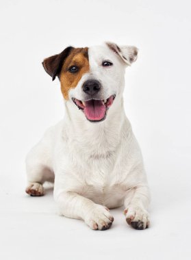 Jack Russell Terrier gri arka plan görünüyor