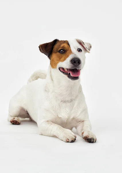Jack Russell Terrier Wygląda Białym Tle — Zdjęcie stockowe