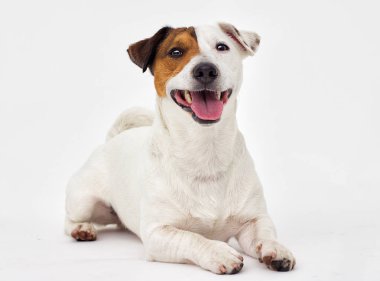jack russell terrier köpek beyaz arka planı arıyorum