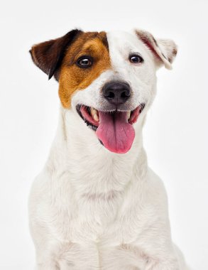 gri arka plan arıyorsunuz bir Jack Russell Terrier köpek portresi