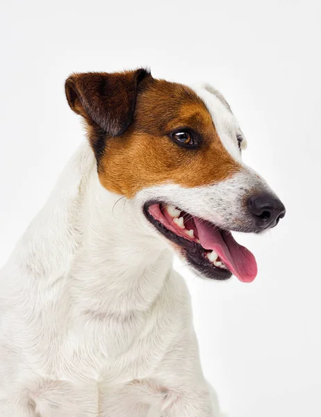 一个杰克罗素梗狗的肖像看灰色背景 — 图库照片