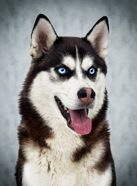 Portrait Chien Husky Sibérien Studio — Photo