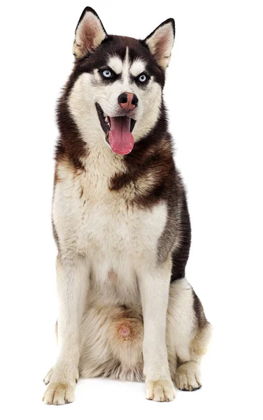 Hund Ras Siberian Husky Vit Bakgrund — Stockfoto