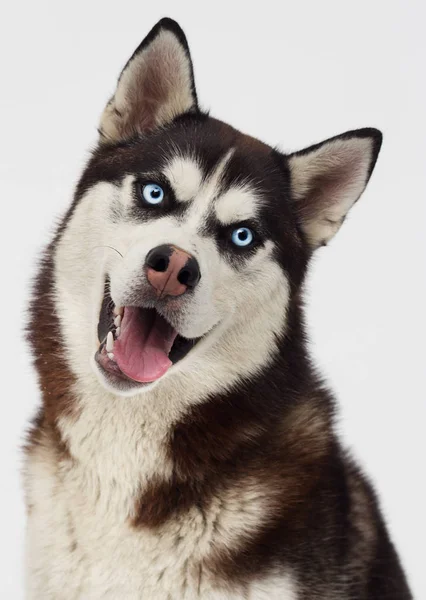 Pies Rasa Syberyjski Husky — Zdjęcie stockowe