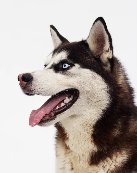 Raça Cão Siberiano Husky — Fotografia de Stock