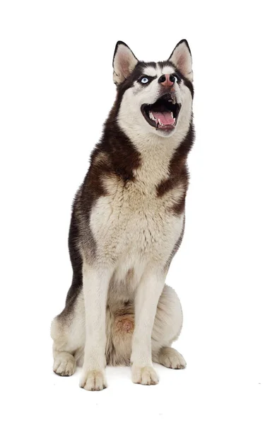 Raça Cão Siberian Husky Fundo Branco — Fotografia de Stock