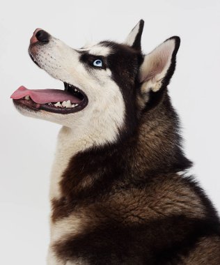 yana doğru seyir Sibirya husky köpek portresi