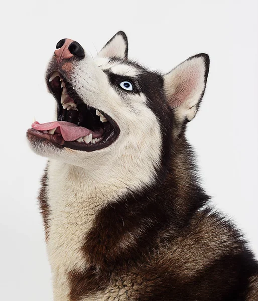 Retrato Perro Husky Siberiano Mirando Hacia Los Lados — Foto de Stock