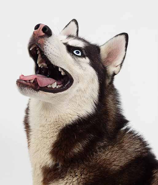 Portrait of a Siberian husky dog looking sideways