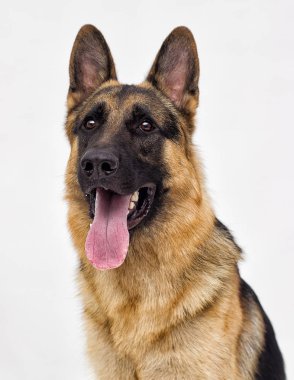izole bir çoban köpeği ırkı portresi
