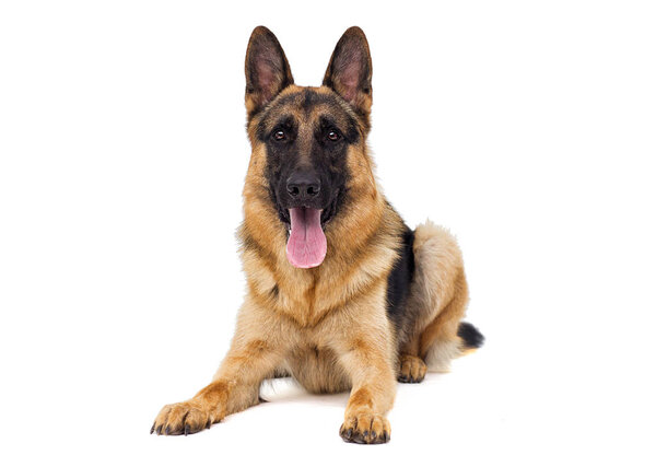 shepherd dog lies isolated