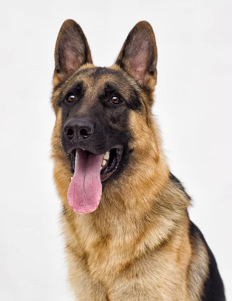 Retrato Uma Raça Cão Pastor Isolado — Fotografia de Stock