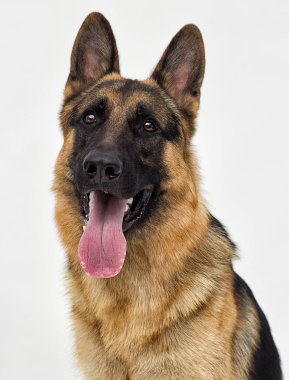 Bir Alman çoban köpeği portresi