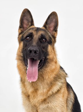 Bir Alman çoban köpeği portresi