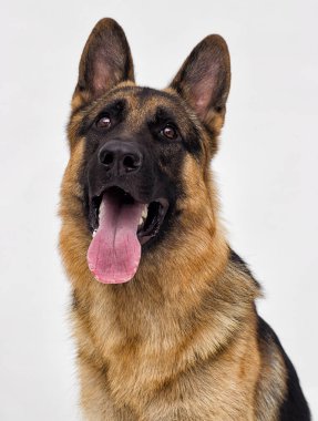 Bir Alman çoban köpeği portresi
