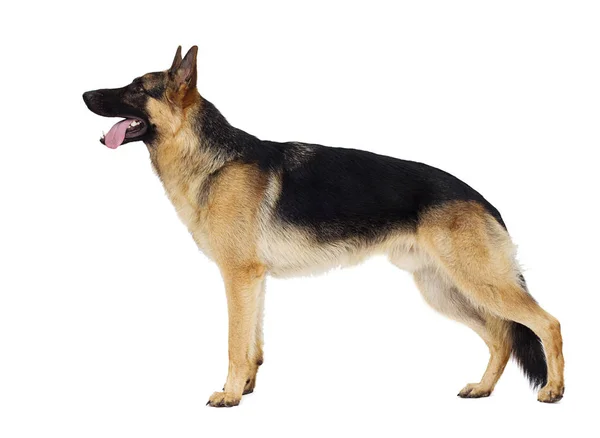 German Shepherd Standing Sideways Full Length — Stock Photo, Image