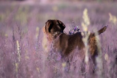 draathaar köpek alanında
