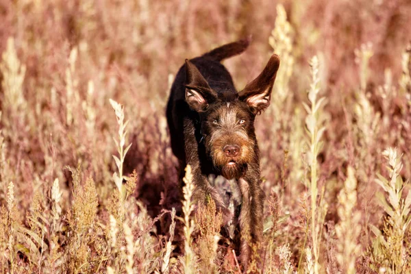 Cane Drathaar Nel Campo — Foto Stock