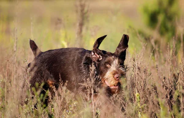 Draathaar Cão Campo — Fotografia de Stock