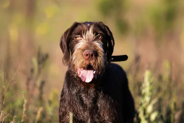 Draathaar Cão Campo — Fotografia de Stock