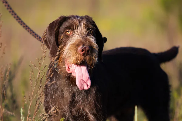 Draathaar Cão Campo — Fotografia de Stock