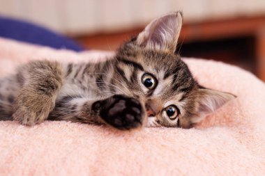 küçük şirin kedi yavrusu arıyorum kötü gözlü