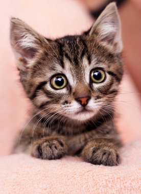 küçük şirin kedi yavrusu arıyorum kötü gözlü