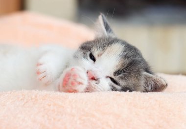 şirin kedi yavrusu rahatça yatıyor ve uyur