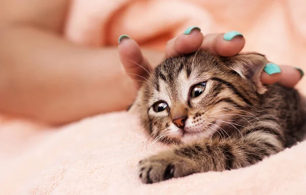 Hand Strijken Een Cyperse Kitten — Stockfoto