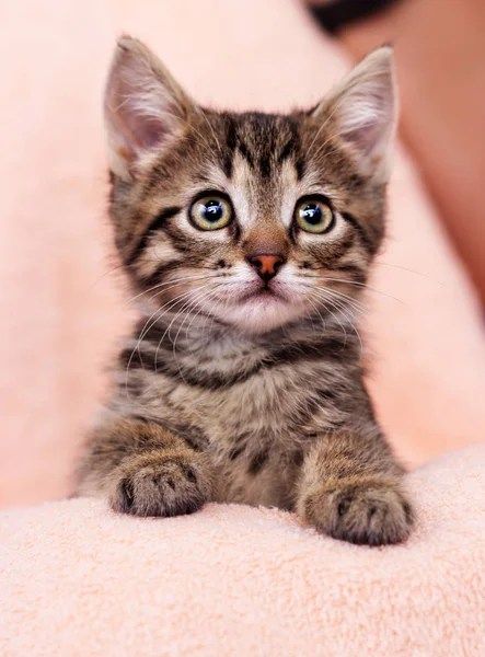 Little Cute Kitten Sad Eyes Looking — Stock Photo, Image