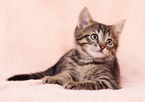 Şirin Kedi Yavrusu Rahat Yalan Seyir — Stok fotoğraf