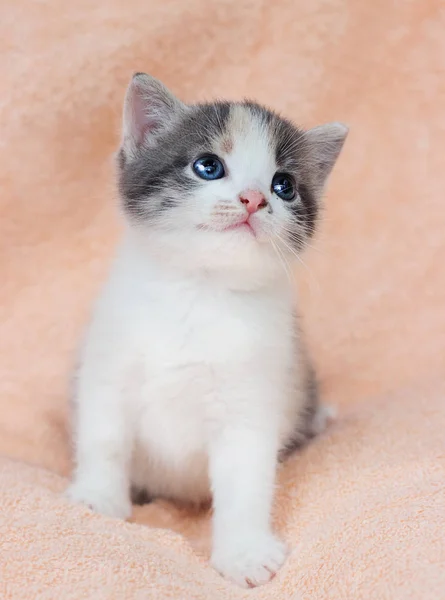 Little Cute Three Colored Kitten Sad Eyes Looks — Stock Photo, Image