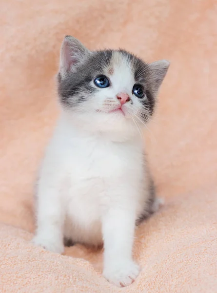 Küçük Şirin Renkli Kedi Hüzünlü Gözleri Ile Görünüyor — Stok fotoğraf