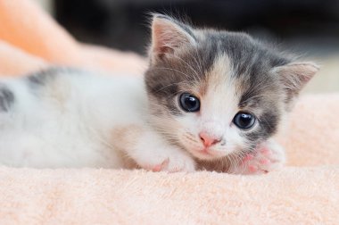 şirin kedi yavrusu rahat yalan ve seyir