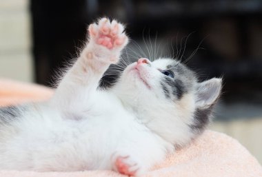 küçük yavru kedi uygun yumuşak bir battaniye var bırakır ve görünüyor